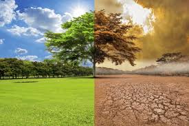 Carbon Offset Development